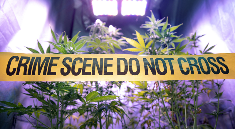 Legal Cannabis Is Creating Nightmares for Freight and Logistics